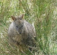 Leven Canyon Day Trip Including Wings Wildlife Park or Gunns Plains Caves from Devonport Ulverstone or Burnie - Accommodation Brisbane