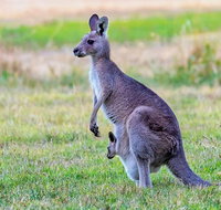 Bonorong Wildlife Park Richmond Village Hobart Highlights - Accommodation Brisbane