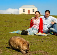 Wineglass Bay And Maria Island Wildlife Scenic Flight From Hobart - Accommodation Brisbane
