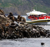 3-Hour Bruny Island Cruise from Adventure Bay - Accommodation Brisbane
