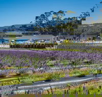 Private Tasman Peninsula Cruise Ship Tour from Port Arthur - Accommodation Brisbane