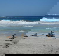 Kangaroo Island in a Day Tour from Adelaide - Accommodation Brisbane