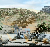 Small-Group Kangaroo Island 4WD Tour from Adelaide - Accommodation Brisbane