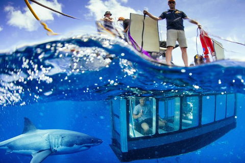 White Shark Tour With Optional Cage Dive From Port Lincoln - Accommodation Brisbane 0