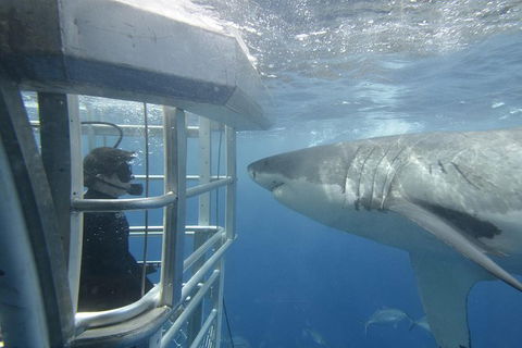White Shark Tour With Optional Cage Dive From Port Lincoln - Accommodation Brisbane 2