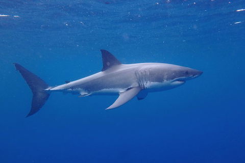 White Shark Tour With Optional Cage Dive From Port Lincoln - Accommodation Brisbane 5