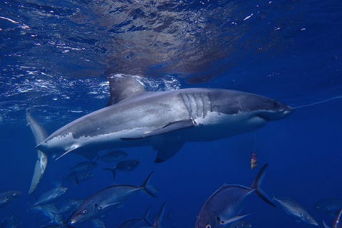 White Shark Tour With Optional Cage Dive From Port Lincoln - Accommodation Brisbane 6