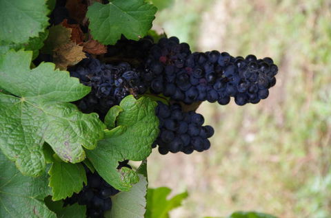 Barossa Valley Wineries Tour With Tastings And Lunch From Adelaide - Accommodation Brisbane 5