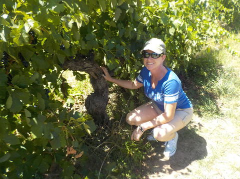 Barossa Valley Wineries Tour With Tastings And Lunch From Adelaide - Accommodation Brisbane 11