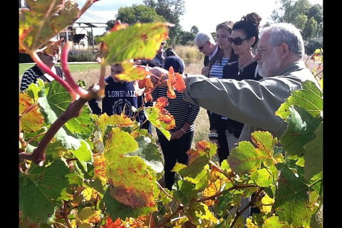 Barossa Valley Via Hahndorf ( Historical German Village ) Inc Maggie Beers Farm - Accommodation Brisbane 4