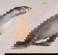 2-Day Kangaroo Island 4WD Small-Group Tour from Adelaide - Accommodation Brisbane