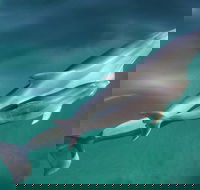 Dolphin Cruise from Adelaide with Optional Dolphin Swim - Accommodation Brisbane