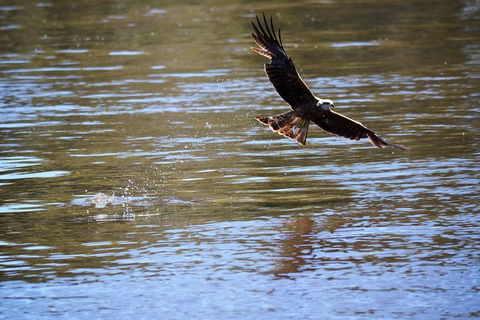 4 Knots Murray River Cruises Offer Morning And Afternoon Tea And Lunch Cruises - Accommodation Brisbane 3