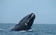 3 Day Whale Watching Tour From Adelaide - thumb 1