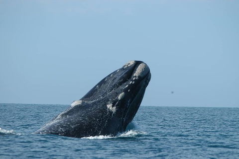 3 Day Whale Watching Tour From Adelaide - Accommodation Brisbane 5
