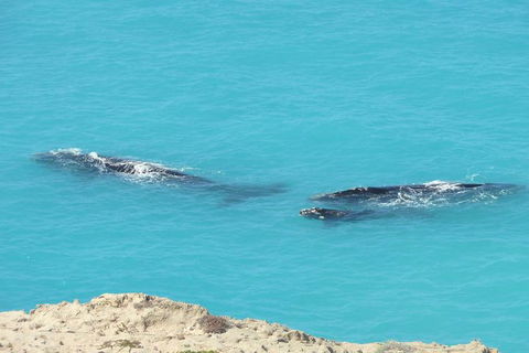 3 Day Whale Watching Tour From Adelaide - Accommodation Brisbane 7