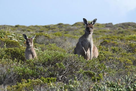3 Day Whale Watching Tour From Adelaide - Accommodation Brisbane 3