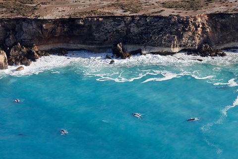 3 Day Whale Watching Tour From Adelaide - Accommodation Brisbane 14