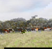 Waitpinga Farm Quad-Bike Tour - Accommodation Brisbane