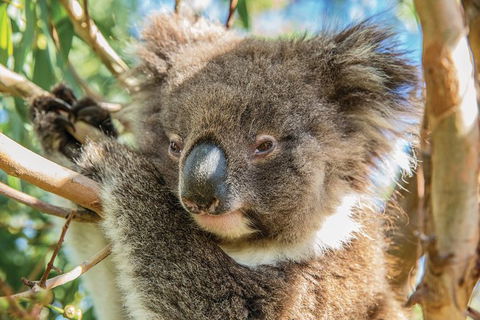 Shore Excursion: Adelaide City Sights, Cleland Wildlife, Mount Lofty, Penfolds - Accommodation Brisbane 2