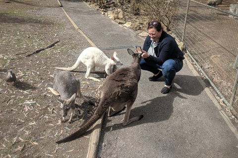 A Taste Of Adelaide And Hahndorf By Car Private Tour. - Accommodation Brisbane 8