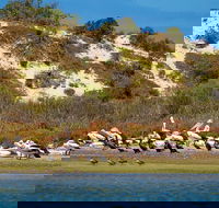 Murray Mouth Cruise - Accommodation Brisbane