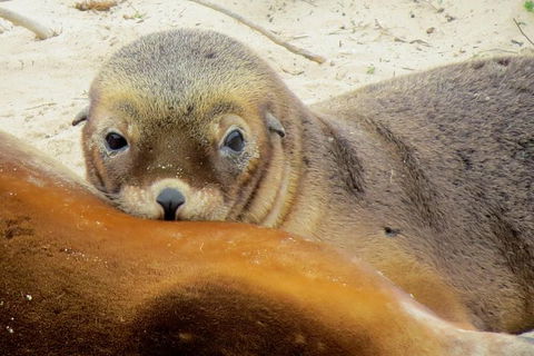 2 Day Kangaroo Island Wildlife Adventure From Adelaide - Accommodation Brisbane 1