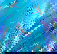 Good Luck Dragonfly - Duke of Brunswick Hotel 1.30-3.30pm - Accommodation Brisbane