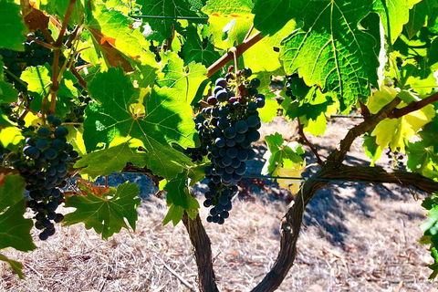 Fleurieu Explorer 3 Day 2 Night Cycle Camping Self Guided Tour - Accommodation Brisbane 9