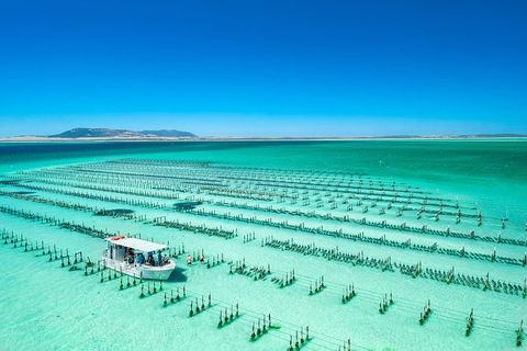 Experience Coffin Bay Short And Sweet Oyster Farm Tour - Accommodation Brisbane 5