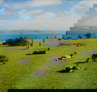 Fleurieu Explorer - Full-Day Tour - Accommodation Brisbane