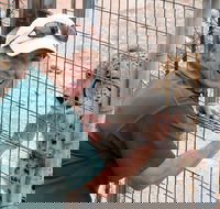 Cheetah Experience at Monarto Safari Park - Accommodation Brisbane