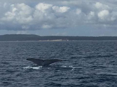 Whitehaven Beach Half-Day Cruises - Accommodation Brisbane 7