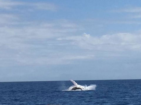 Whitehaven Beach Half-Day Cruises - Accommodation Brisbane 4