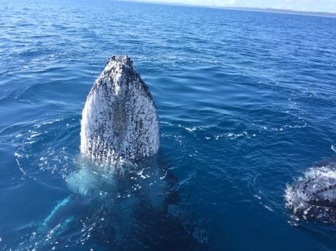 Whitehaven Beach Half-Day Cruises - Accommodation Brisbane 3