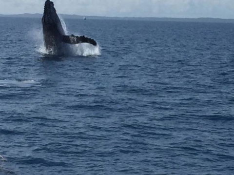 Whitehaven Beach Half-Day Cruises - Accommodation Brisbane 5