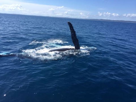 Whitehaven Beach Half-Day Cruises - Accommodation Brisbane 2