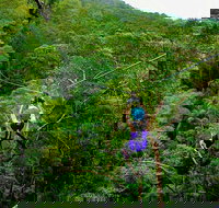 Tamborine Mountain Daily Service Treetop Challenge and Thunderbird Park - Accommodation Brisbane