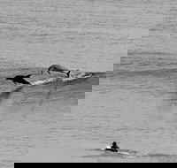 Overnight Tweed Coast Camping and Surfing Getaway From The Gold Coast - Accommodation Brisbane