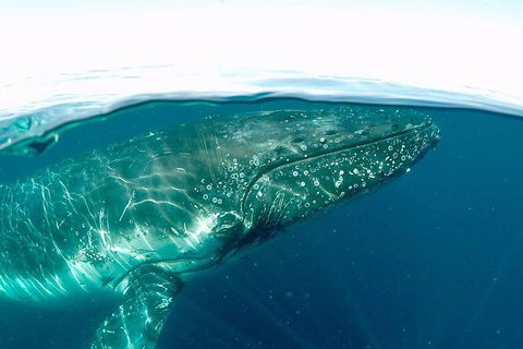 Whale Watching And Surfers Paradise Day Trip From Brisbane - Accommodation Brisbane 1