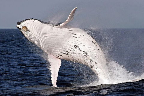 Whale Watching And Surfers Paradise Day Trip From Brisbane - Accommodation Brisbane 0