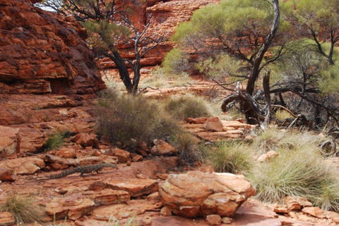 Kings Canyon Day Trip From Ayers Rock - Accommodation Brisbane 24