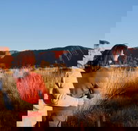 Uluru Sunrise and Kata Tjuta Half Day Trip - Accommodation Brisbane