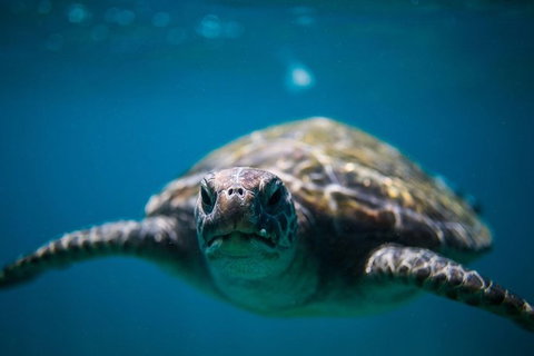 3-Hour Sea Turtle Snorkeling Experience In Byron Bay - Accommodation Brisbane 1