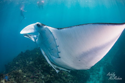 3-Hour Sea Turtle Snorkeling Experience In Byron Bay - Accommodation Brisbane 11