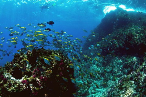 3-Hour Sea Turtle Snorkeling Experience In Byron Bay - Accommodation Brisbane 4