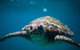 3-Hour Sea Turtle Snorkeling Experience In Byron Bay - thumb 5