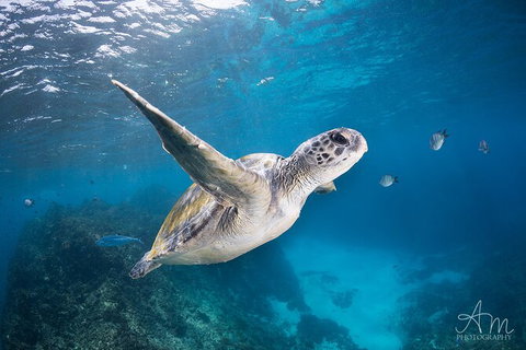 3-Hour Sea Turtle Snorkeling Experience In Byron Bay - Accommodation Brisbane 6