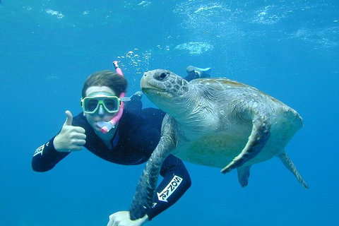3-Hour Sea Turtle Snorkeling Experience In Byron Bay - Accommodation Brisbane 2