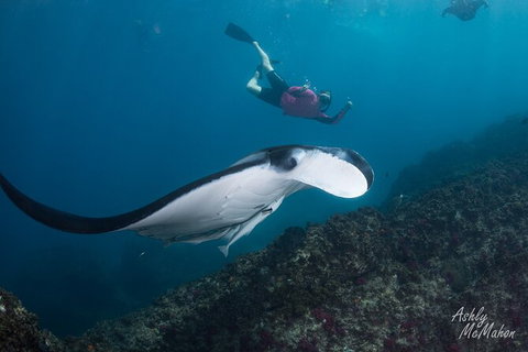 3-Hour Sea Turtle Snorkeling Experience In Byron Bay - Accommodation Brisbane 10